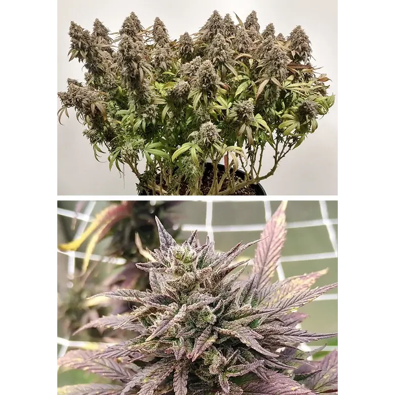 Dutch Passion CBD Charlotte's Angel Feminisiert 3er Pack