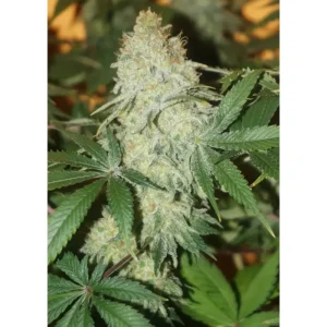 Dutch Passion CBD Skunk Haze 3er Pack