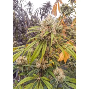 Dutch Passion CBG-Force 3er Pack