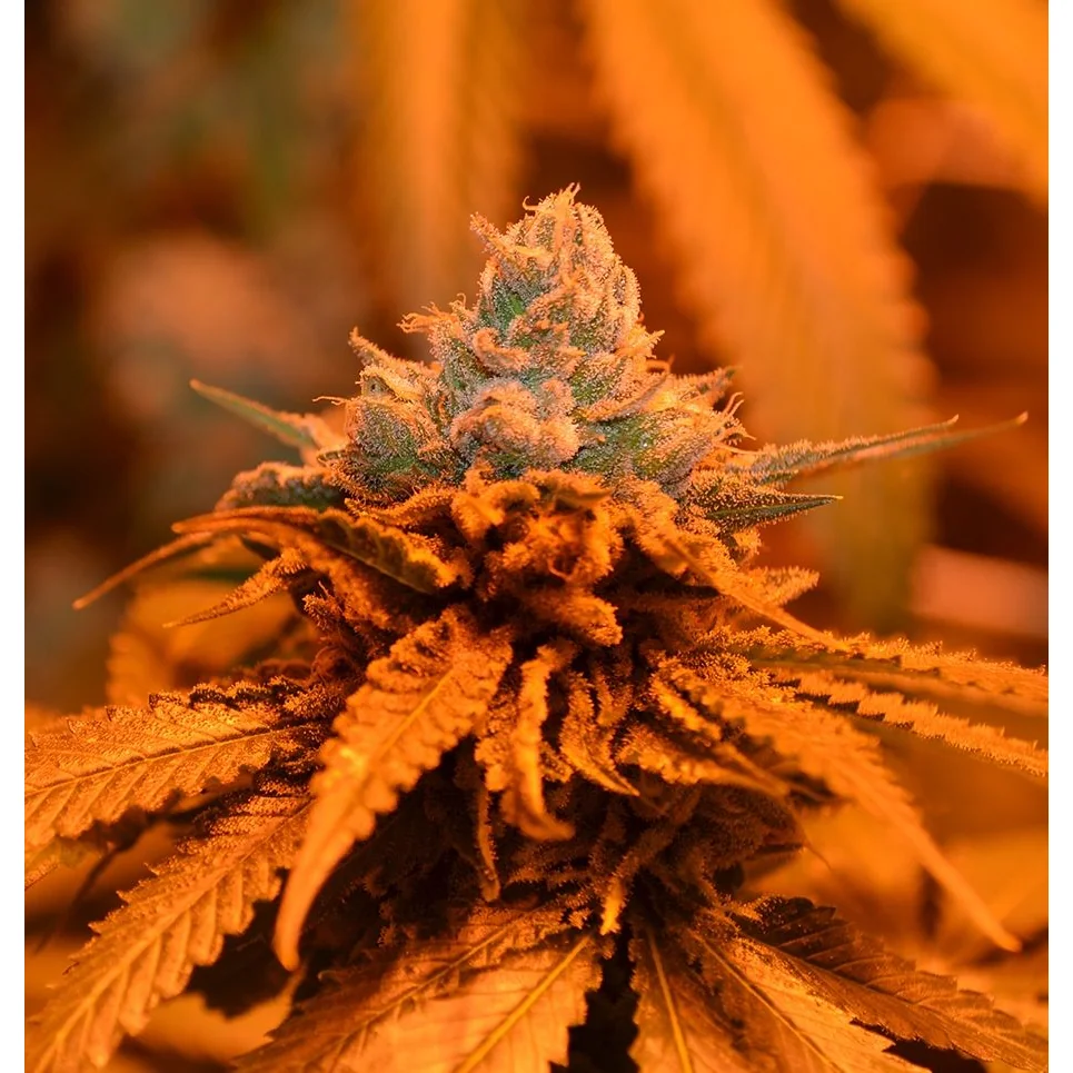 Grand Daddy Genetics Candyland feminisiert – 5 Samen