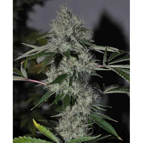 The Cali Connection Chem 4 OG feminisiert – 6 Samen
