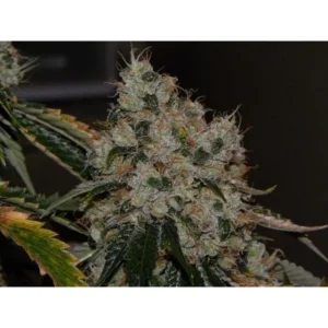 The Cali Connection Chem 91 feminisiert – 6 Samen