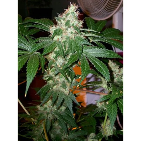 The Cali Connection Chem Valley Kush feminisiert – 6 Samen