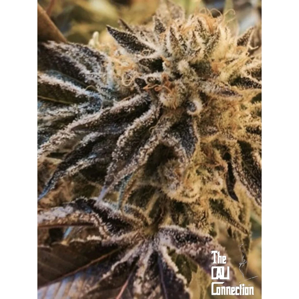 The Cali Connection Corleone Kush feminisiert – 6 Samen