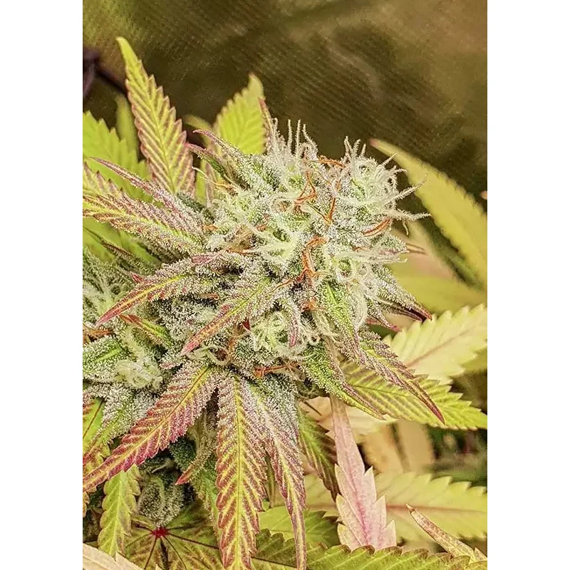 Dutch Passion Critical Orange Punch 3er Pack