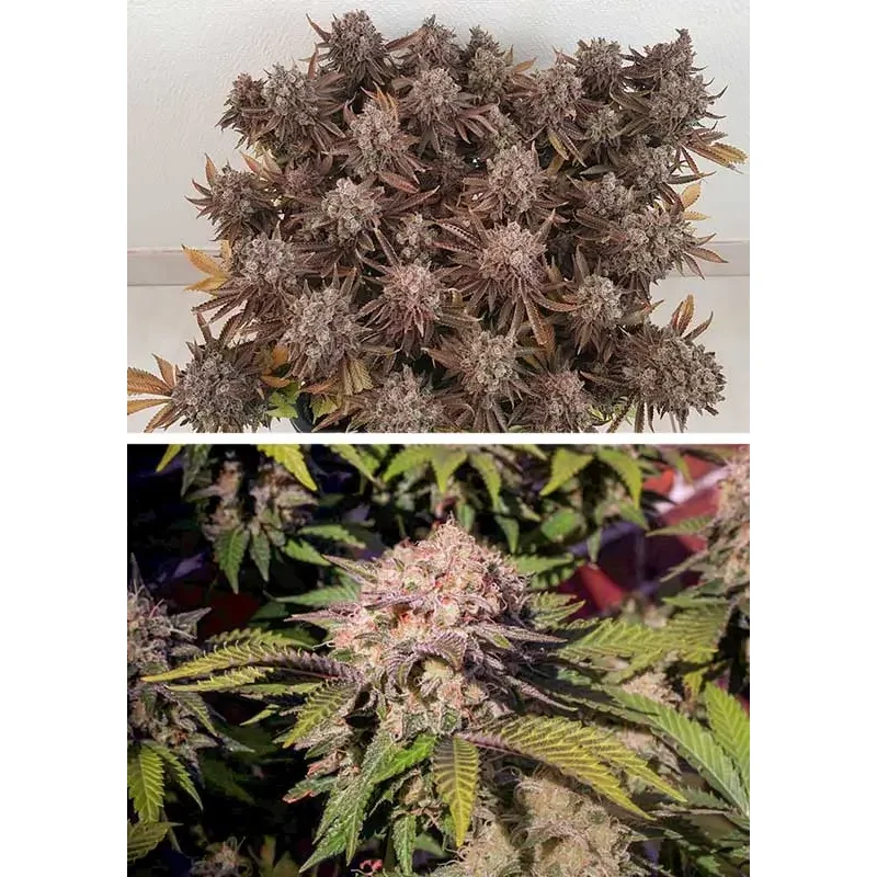 Dutch Passion Critical Orange Punch 3er Pack