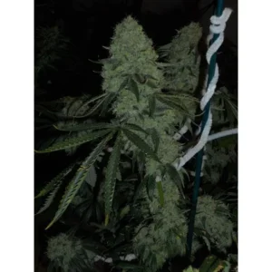 The Cali Connection Deadhead OG feminisiert – 6 Samen