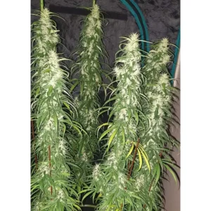 Dutch Passion Desfrán 3er Pack