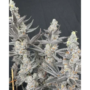 Solfire Gardens Diamond Daggers feminisiert