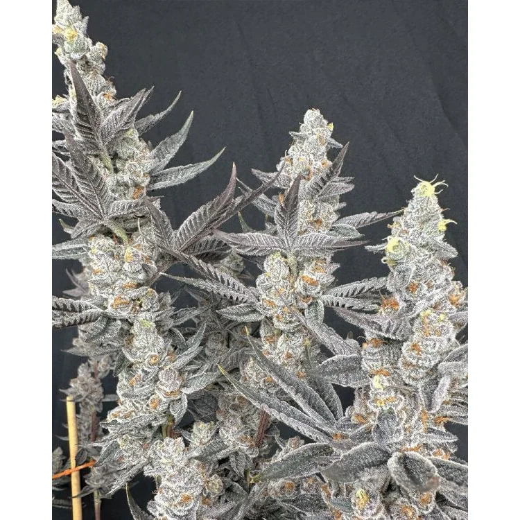 Solfire Gardens Diamond Daggers feminisiert