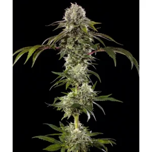 Barneys Farm Durban Poison F1 3er Packung
