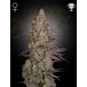 Green House Seed Co. Exodus Cheese
