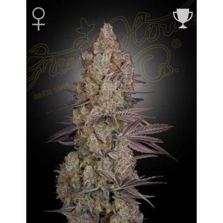 Green House Seed Co. Exodus Cheese