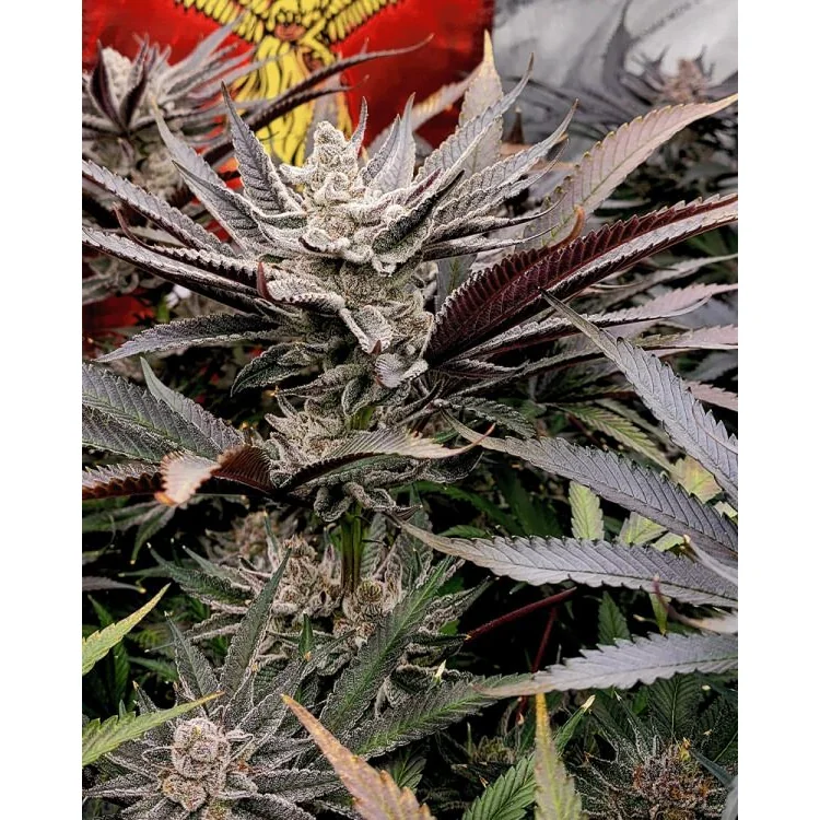 Solfire Gardens FX3 feminisiert – 6 Samen