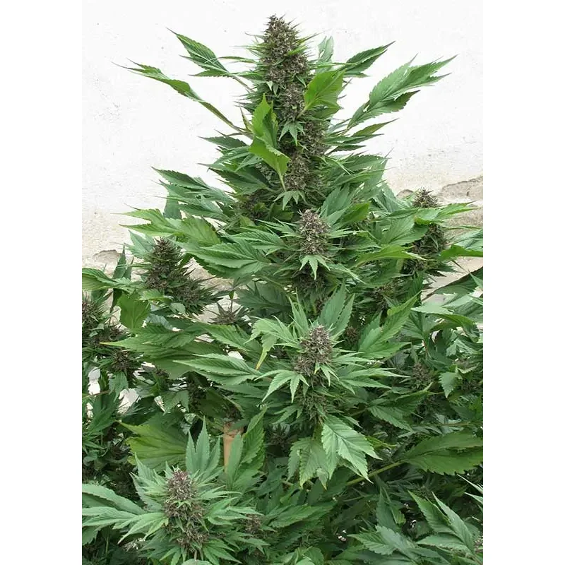 Dutch Passion Frisian Duck 3er Pack