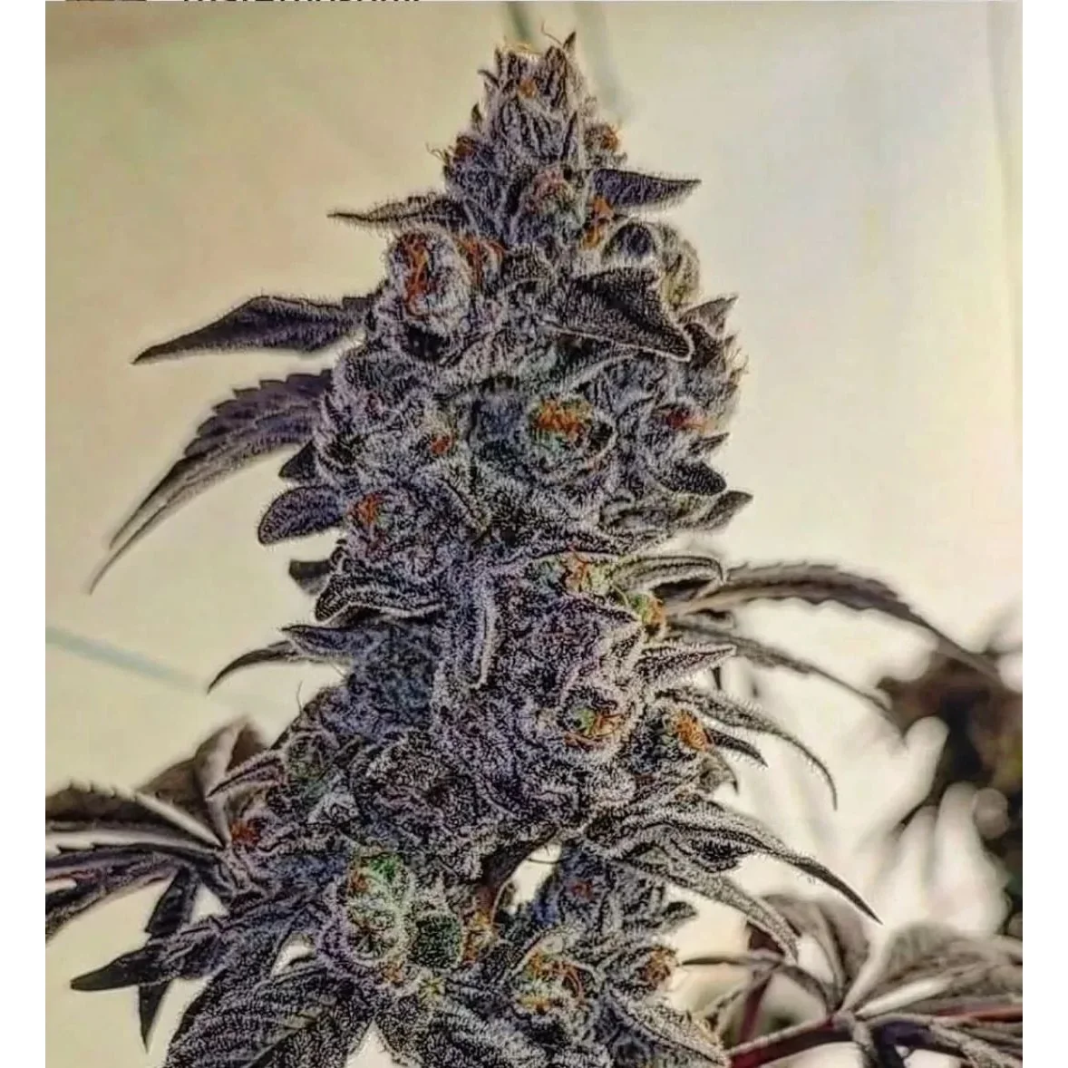 Ethos Genetics Fuego'Z R1 feminisiert – 5 Samen
