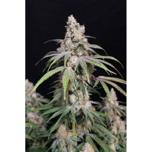 Lovin‘ In Her Eyes Funkberry Kush 2.0 feminisiert – 5 Samen