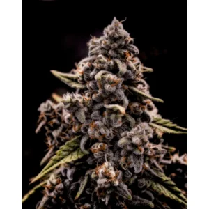 Brothers Grimm Seeds Genius Juice feminisiert – 9 Samen