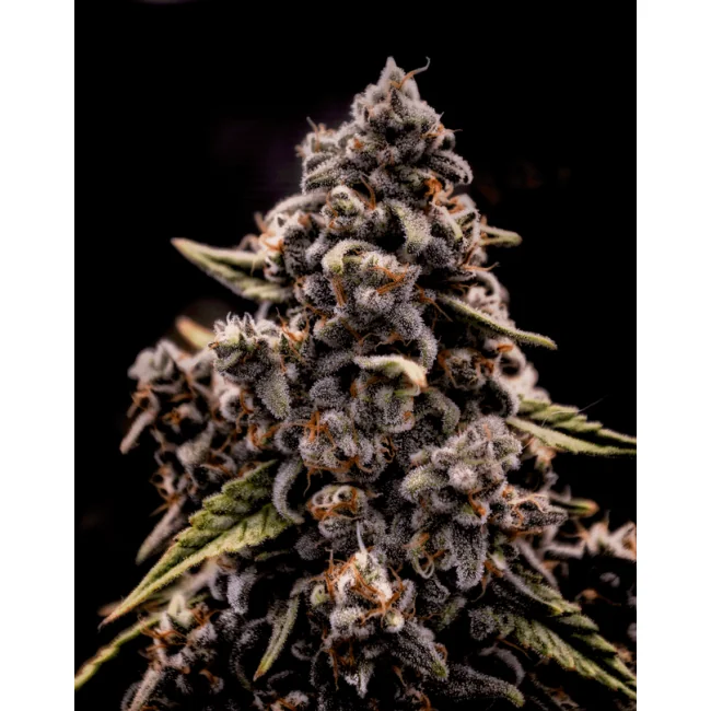 Brothers Grimm Seeds Genius Juice feminisiert – 9 Samen