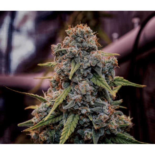 Brothers Grimm Seeds Genius Juice feminisiert – 9 Samen