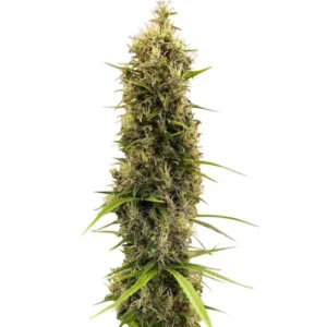 Ace Seeds Golden Tiger Thai Dominant 3rd Version feminisiert (Limited Edition) – 5 Samen