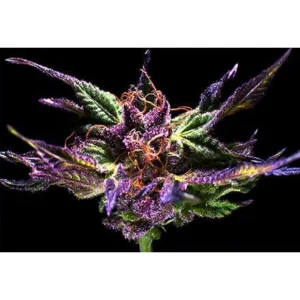 Grand Daddy Genetics Grand Daddy Purple regulär – 10 Samen