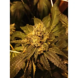 Grand Daddy Genetics Grandpa Larry regulär – 10 Samen