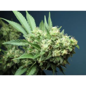 The Cali Connection Green Crack feminisiert – 6 Samen