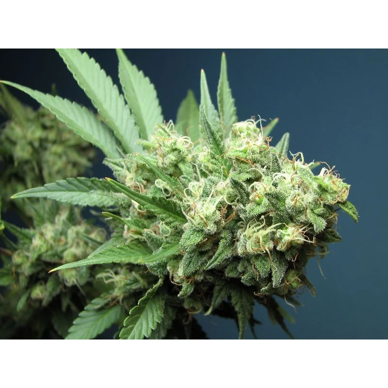 The Cali Connection Green Crack feminisiert – 6 Samen