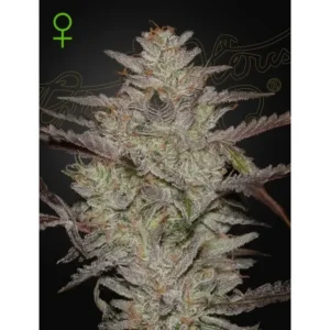 Green House Seed Co. Alienz Auto 3er Pack