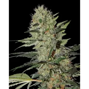 Green House Seed Co. Exodus Cheese Auto 3er Pack