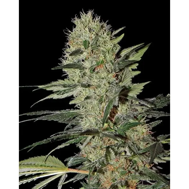 Green House Seed Co. Exodus Cheese Auto 3er Pack