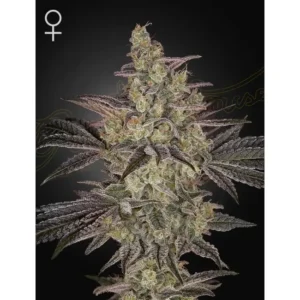 Green House Seed Co. Frosted Guava Auto 3er Pack