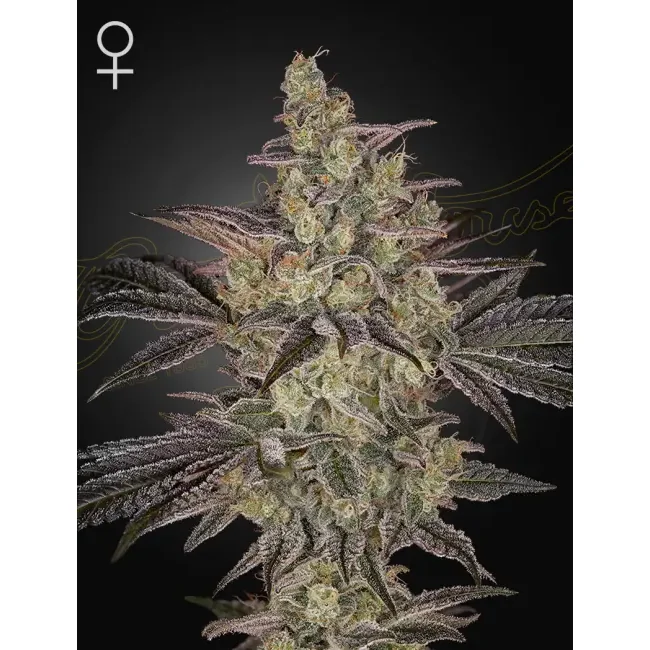 Green House Seed Co. Frosted Guava Auto 3er Pack
