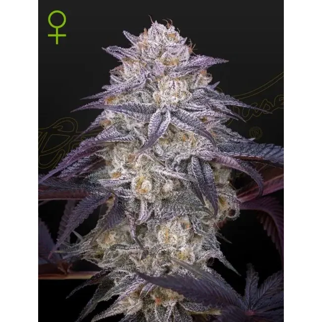 Green House Seed Co. King's Juice Auto 3er Pack