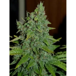Hanfjack Seeds Blueberry Fast – 3 Seeds