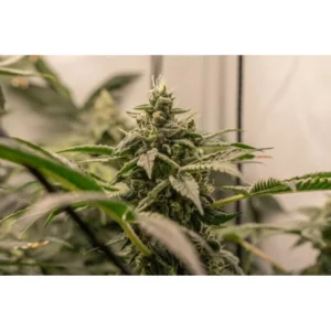 Hanfjack Seeds Tanga Cookies – 3 Seeds