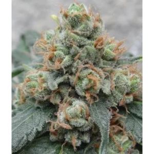 Ace Seeds HashTonic regulär – 10 Samen