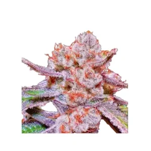 High4Life Papaya Tronix Supreme Fast Flower – 3er Packung
