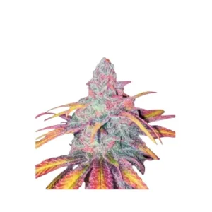 High4Life Tropical Dreams Fast Flower – 3er Packung