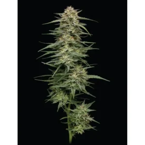 Humboldt Seed Co. Raspberry Parfait – 3 Samen