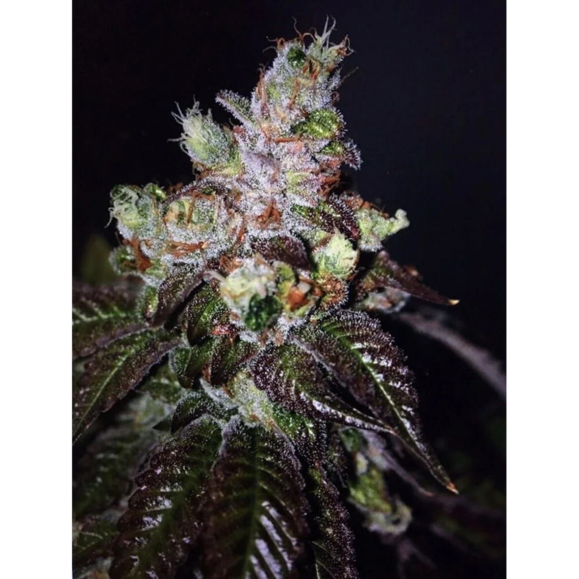 The Cali Connection Island Punch Auto autoflowering – 6 Samen