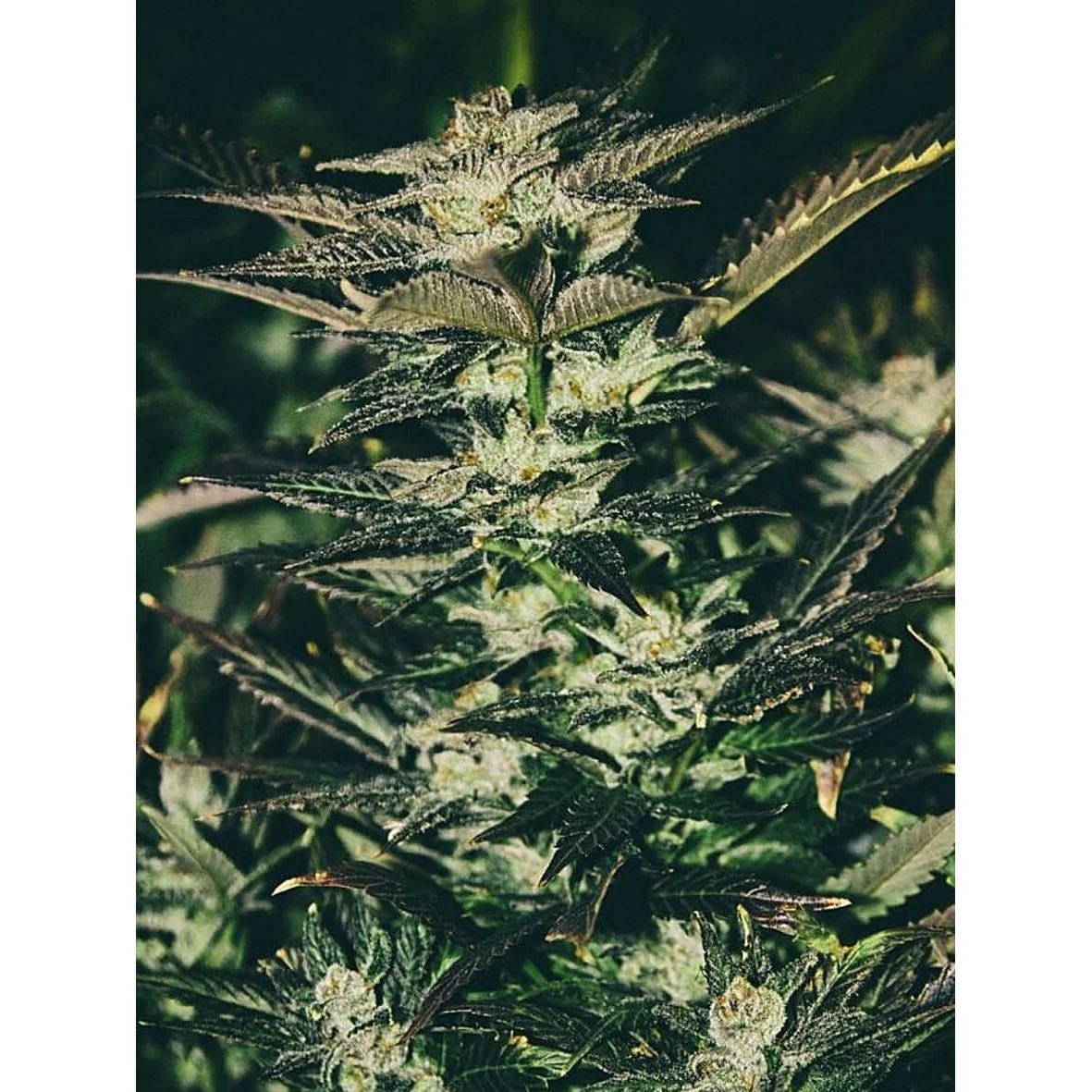The Cali Connection Jupiter OG Kush feminisiert – 6 Samen