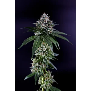 Grand Daddy Genetics Ken’s Kush regulär – 10 Samen