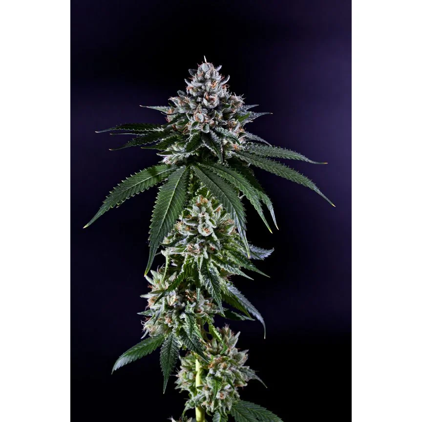 Grand Daddy Genetics Ken's Kush regulär – 10 Samen