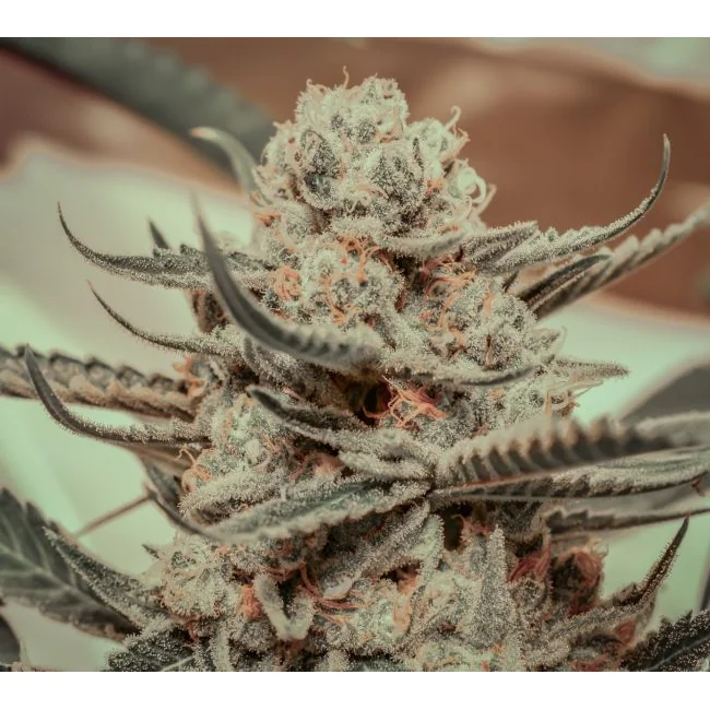 Brothers Grimm Seeds Killer Queen feminisiert – 3 Samen