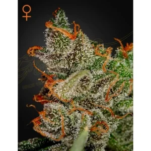 Green House Seed Co. King’s Kush Auto