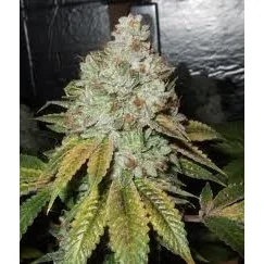 The Cali Connection Larry OG Kush feminisiert – 6 Samen