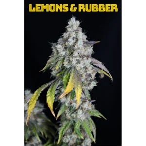 Lovin‘ In Her Eyes Lemons & Rubber feminisiert – 5 Samen