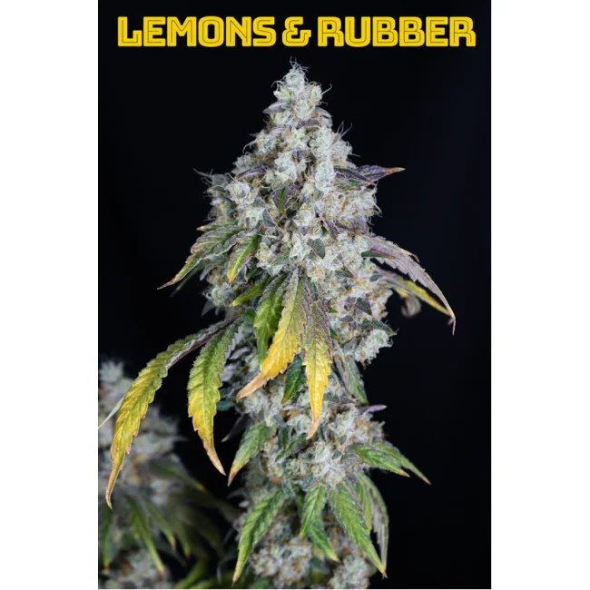 Lovin' In Her Eyes Lemons & Rubber feminisiert – 5 Samen